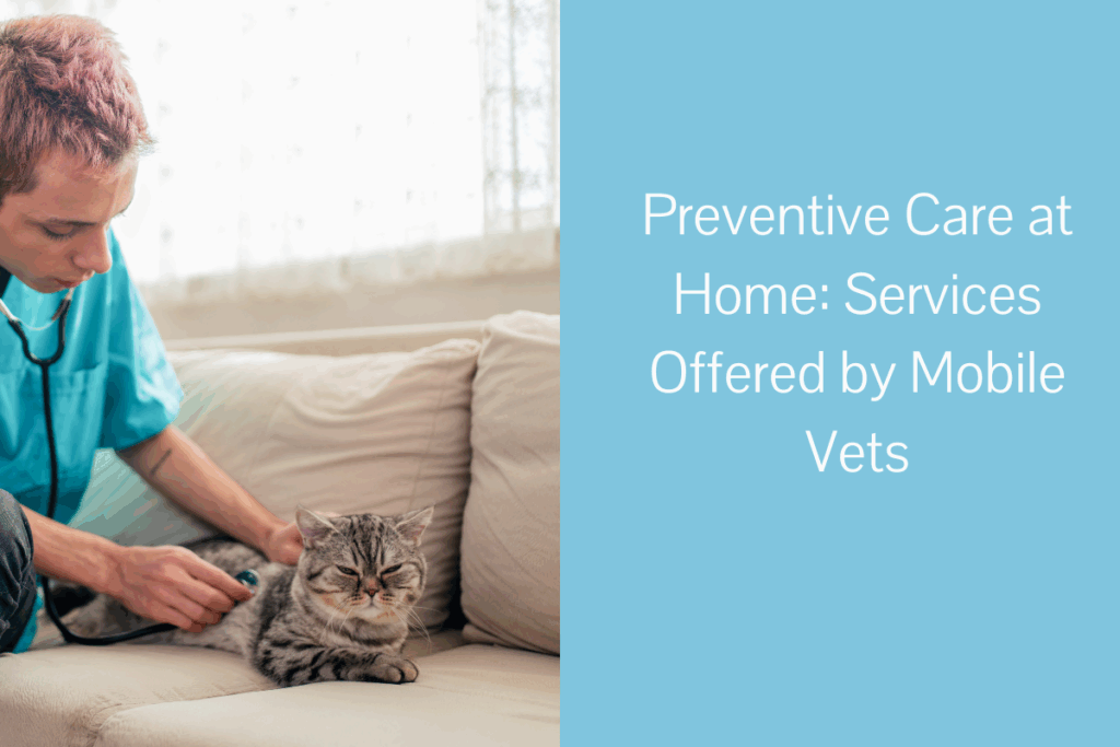 Veterinarian examining a cat with a stethoscope on a couch.