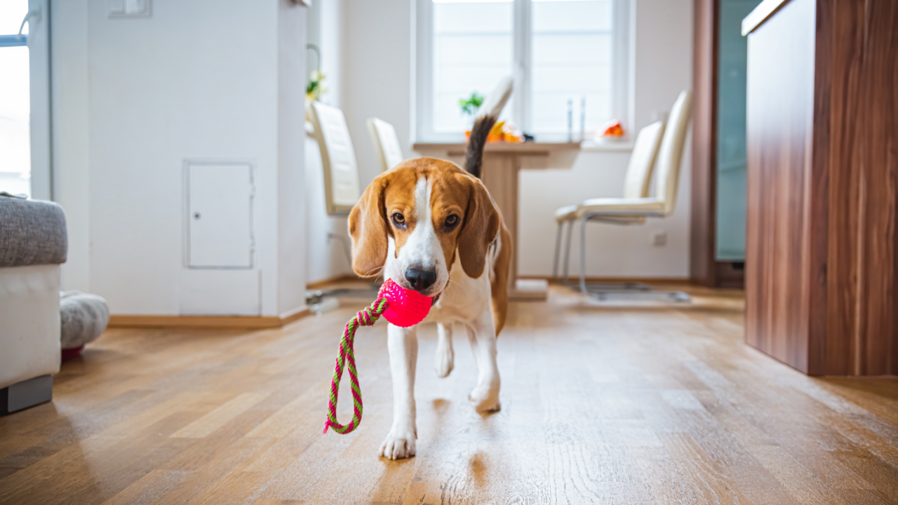 Beagle dog carrying a pink toy in its mouth indoors.