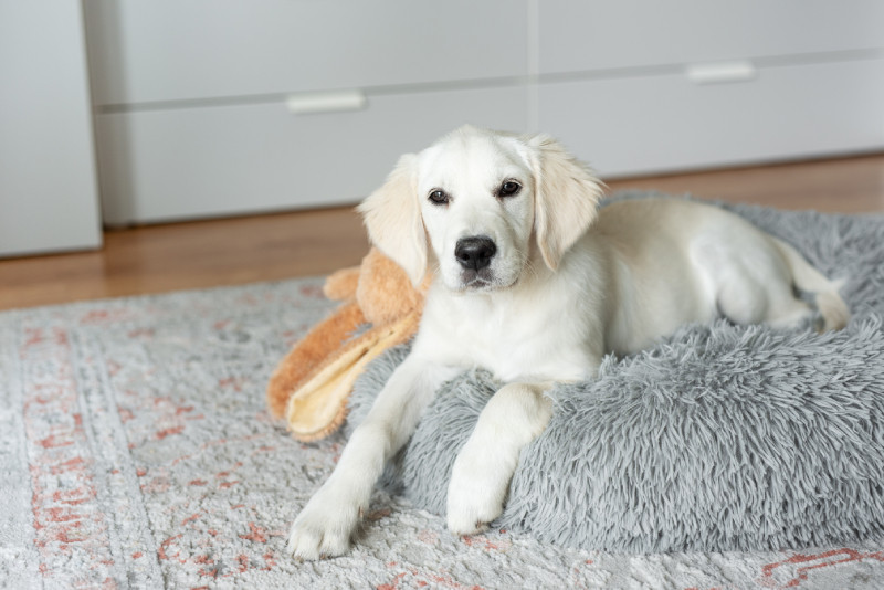Golden Retriever puppy lying on a gray cushion with a plush toy.