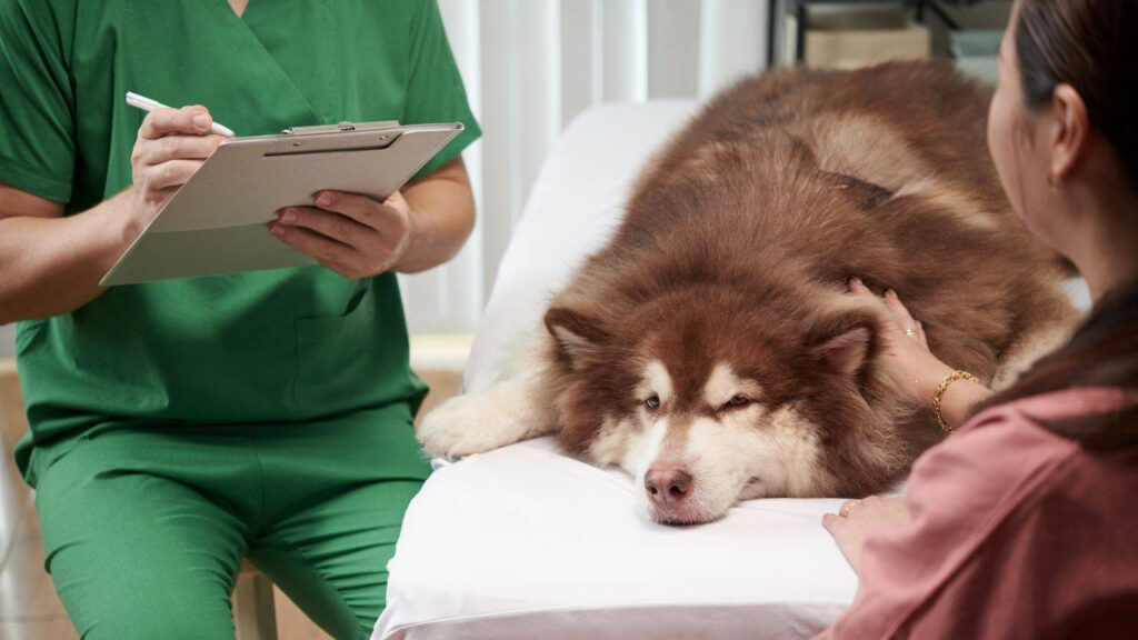 Veterinarian writing on clipboard beside a large husky and a woman.