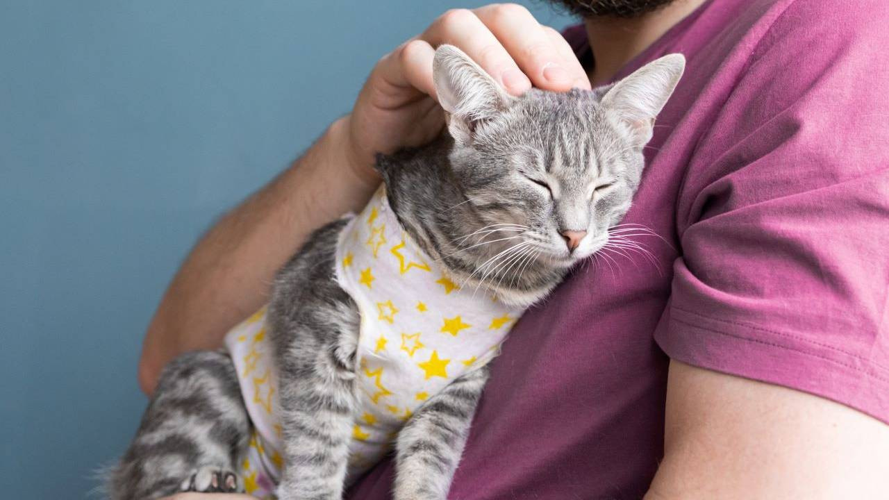 Man in a purple t-shirt cuddling a sleeping gray cat in a yellow star-patterned outfit.