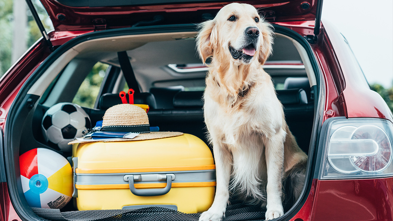 Golden retriever in a car trunk with luggage and beach toys.