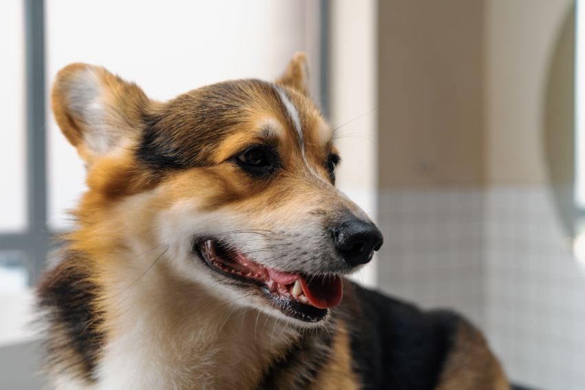 Close-up of a smiling tricolor Corgi dog.