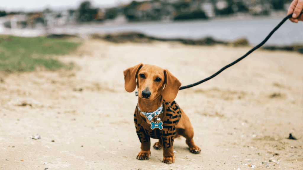 A dachshund on a leash at a sandy beach.