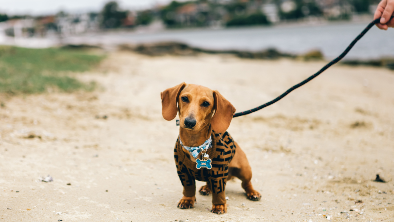 A dachshund on a leash at a sandy beach.