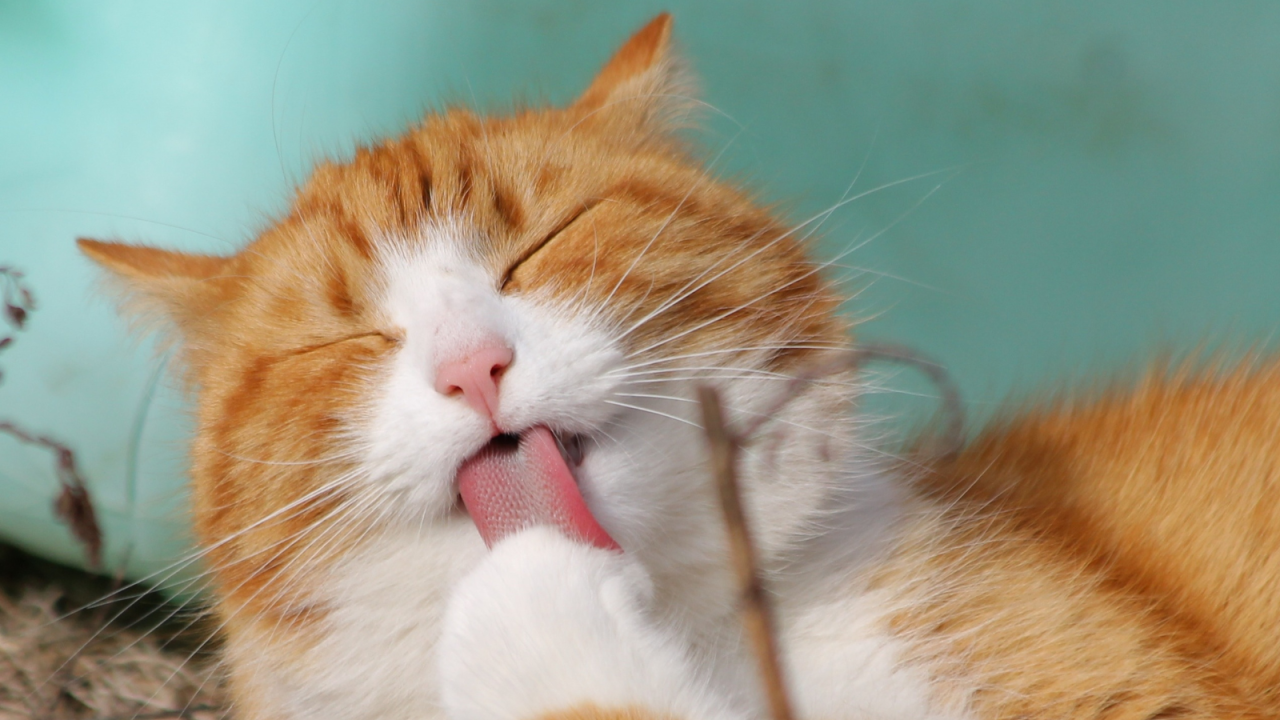 Orange and white cat grooming itself, licking its paw with eyes closed.
