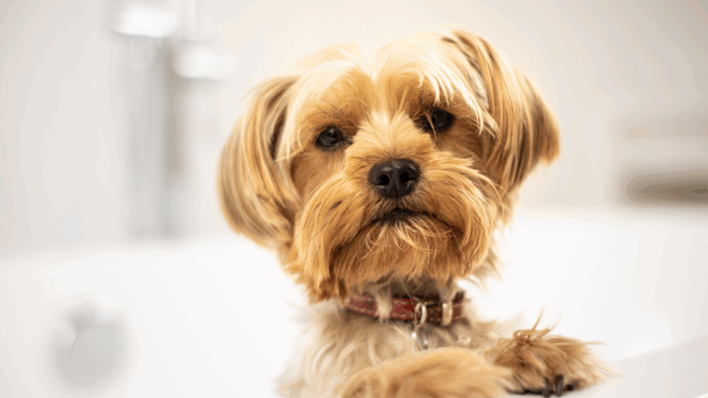 Close-up of a small dog with long golden fur and a red collar.