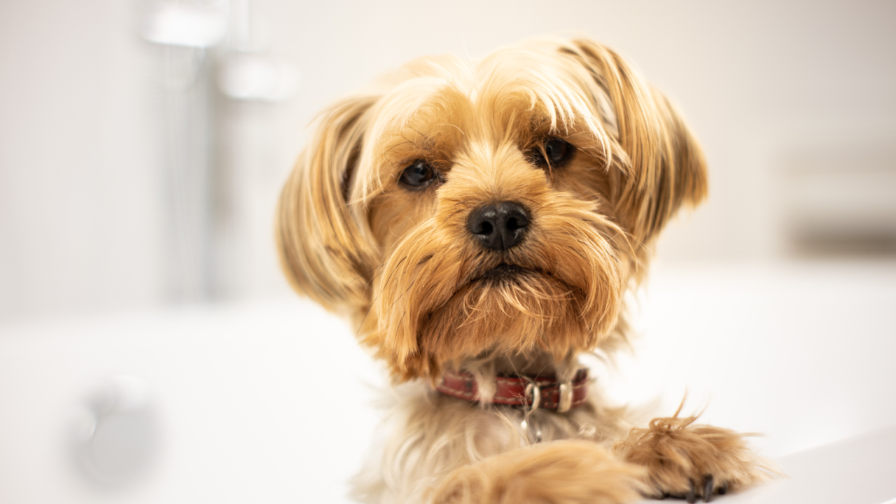 Close-up of a small dog with long golden fur and a red collar.
