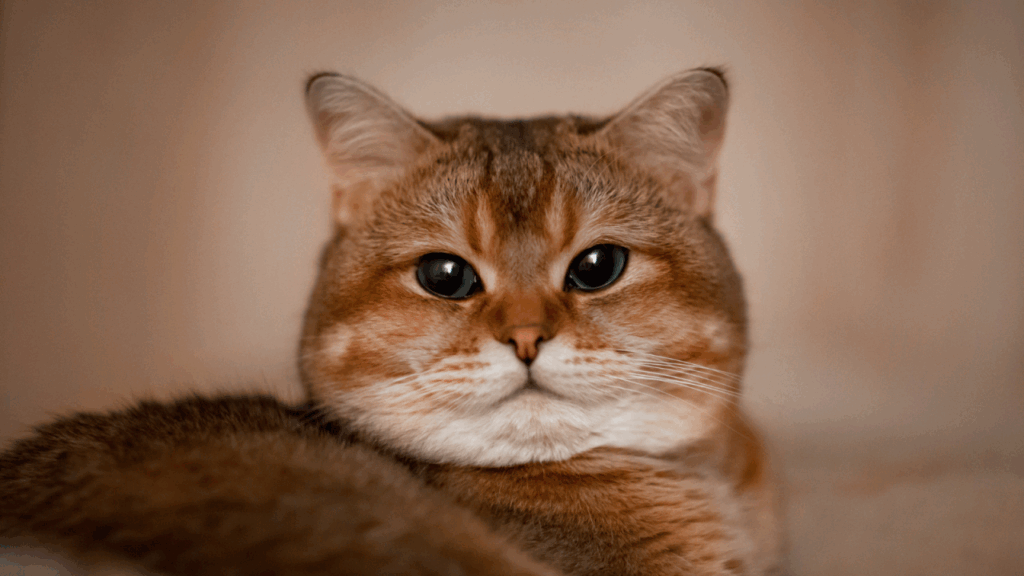Close-up of an orange tabby cat with striking blue eyes.
