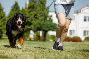Bernese Mountain Dog on a leash walking with a person in a sunny park.