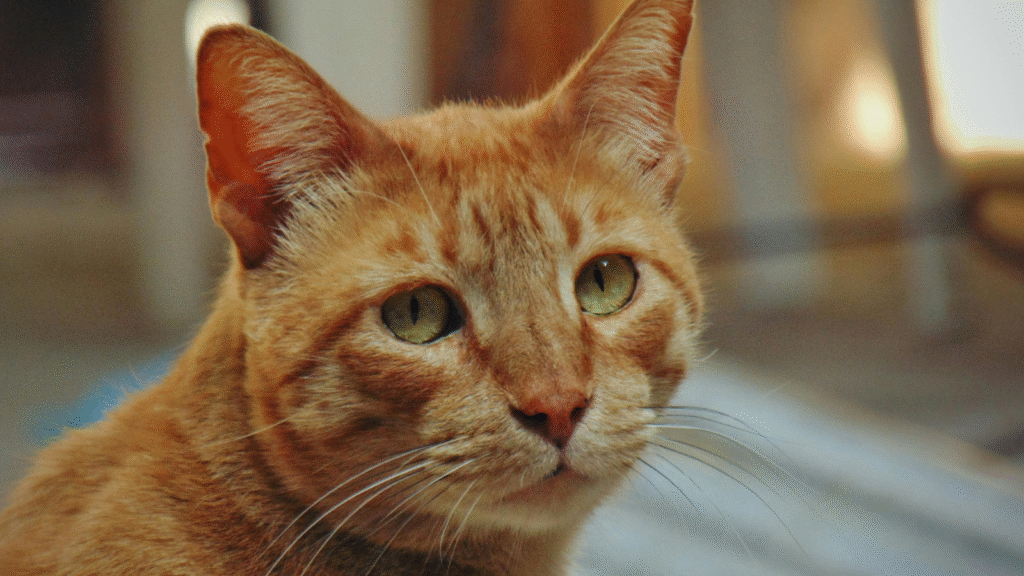 Close-up of an orange tabby cat with attentive green eyes.