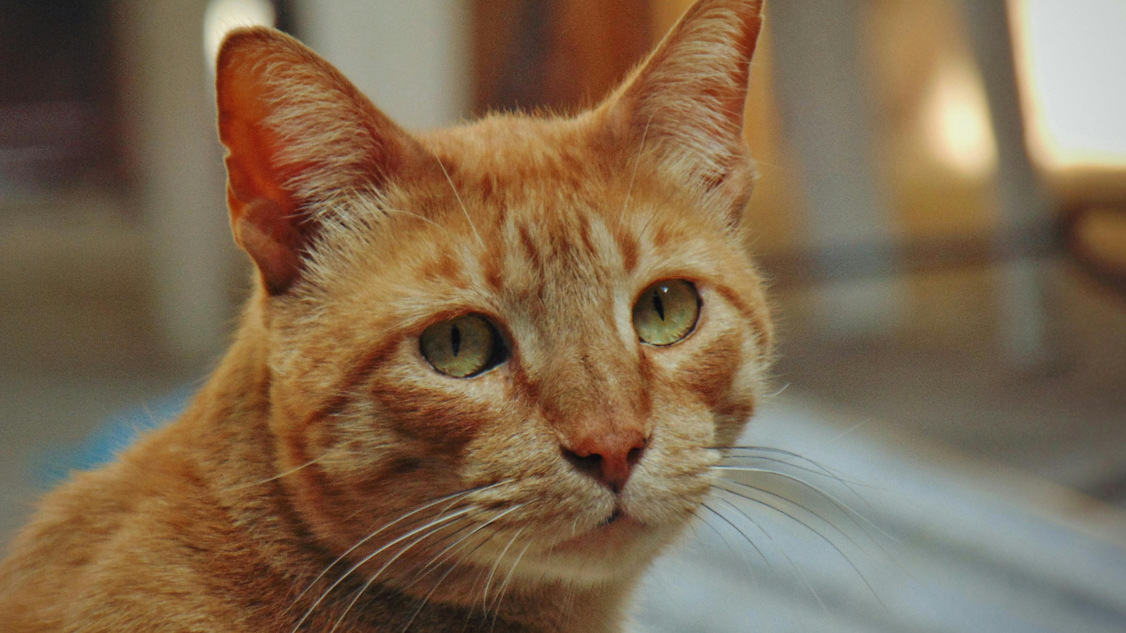 Close-up of an orange tabby cat with attentive green eyes.