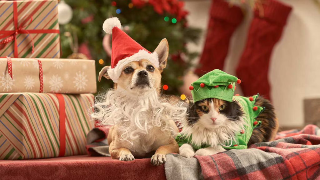 A dog in Santa hat and beard and a cat in an elf hat, seated among Christmas gifts.