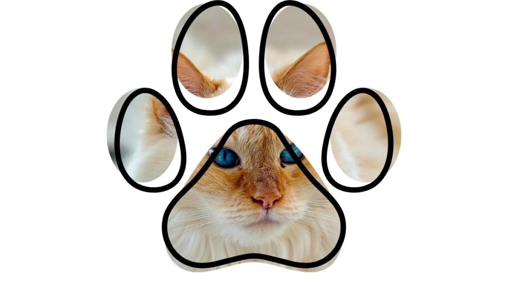 healthy cat supported by routine veterinary care