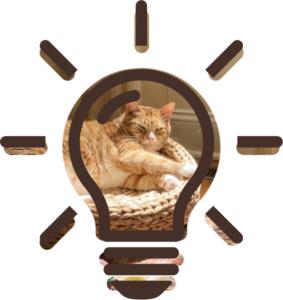 Senior Pet Care grooming routine for cats and dogs in Plantation, FL supported by Premium Vet Care