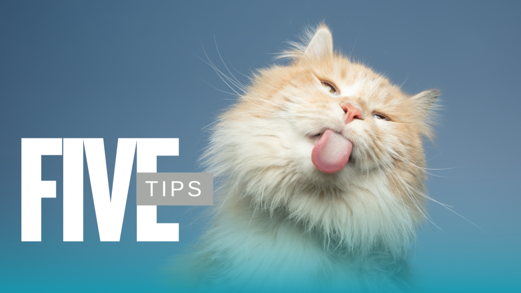 Senior Pet Care visit for an older dog in Plantation, FL with Premium Vet Care