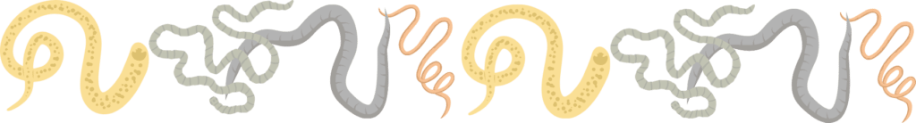 Preventive parasite care for dogs and cats at Premium Vet Care in Plantation FL