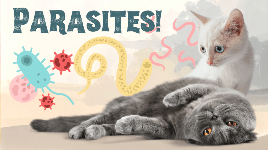 Veterinarian performing parasite check on a dog during a wellness exam at Premium Vet Care in Plantation FL