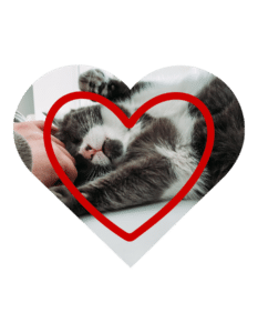 Preventive vet services in Miami, FL at Premium Vet Care for dogs and cats