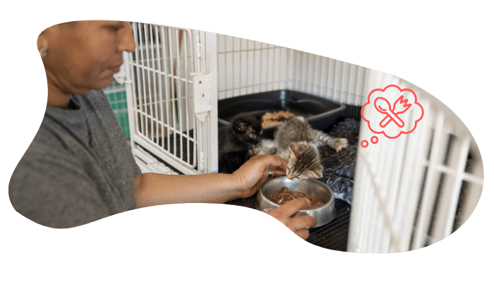 Shelter pet receiving veterinary care from Premium Vet Care after adoption in Plantation, FL