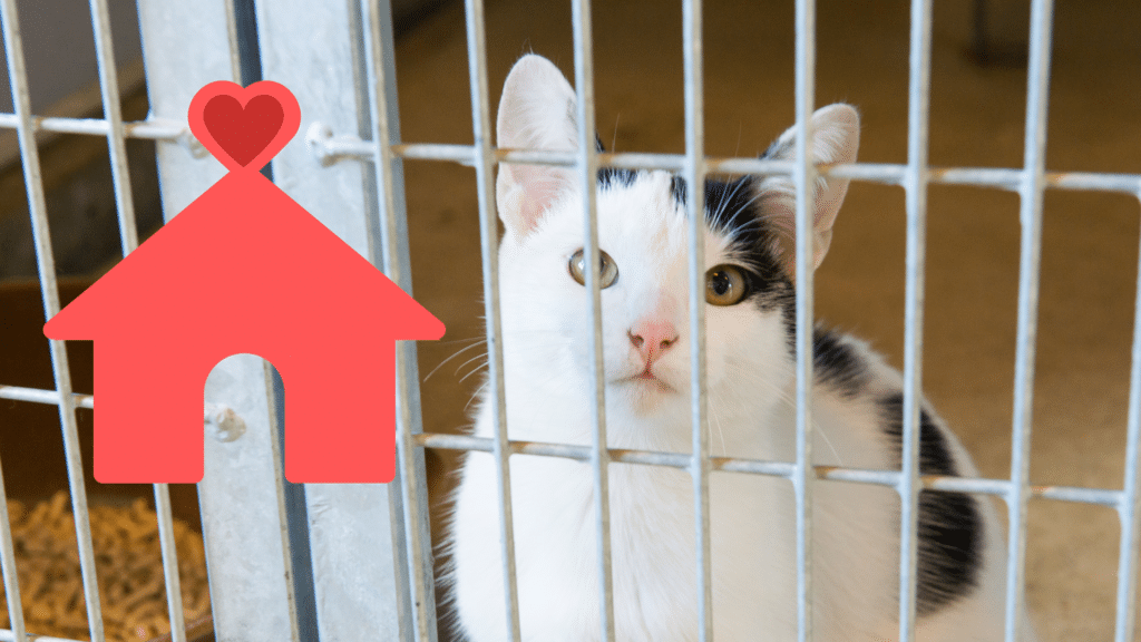 Shelter cat after adoption receiving care from Premium Vet Care in Plantation, FL