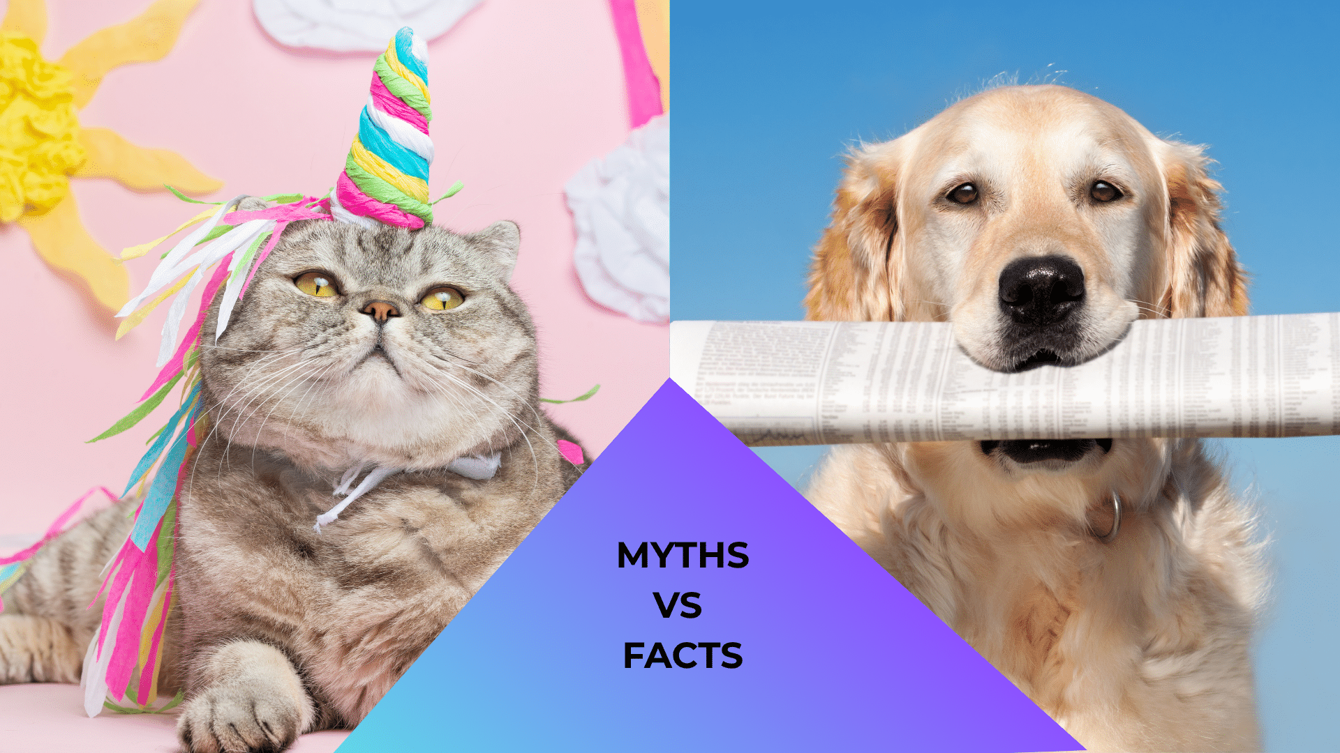Animal care at Premium Vet Care in Plantation, FL with a cat dressed like a unicorn and a dog holding a newspaper representing pet myths and facts