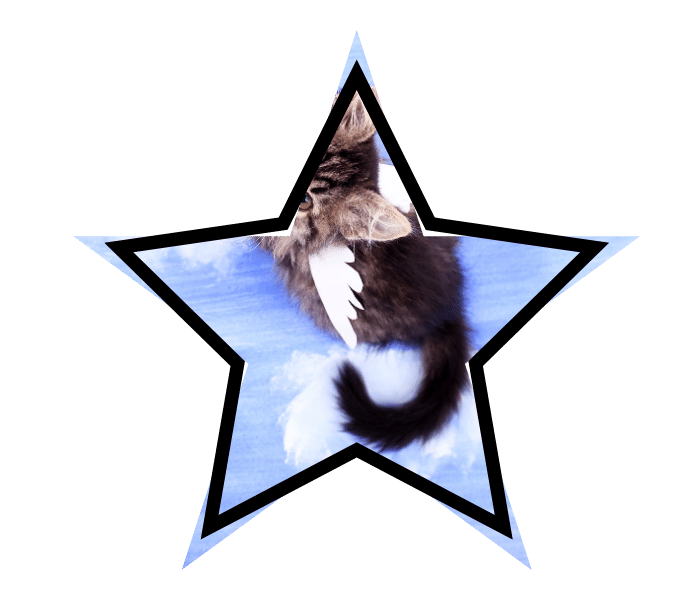 Animal care image featuring a mythical winged cat for Premium Vet Care in Plantation, FL