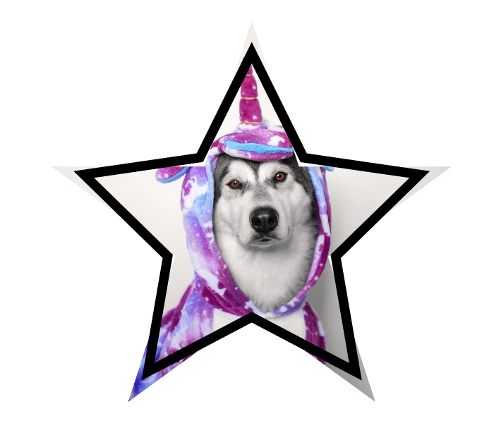 Animal care themed dog wearing a unicorn costume in Plantation, FL
