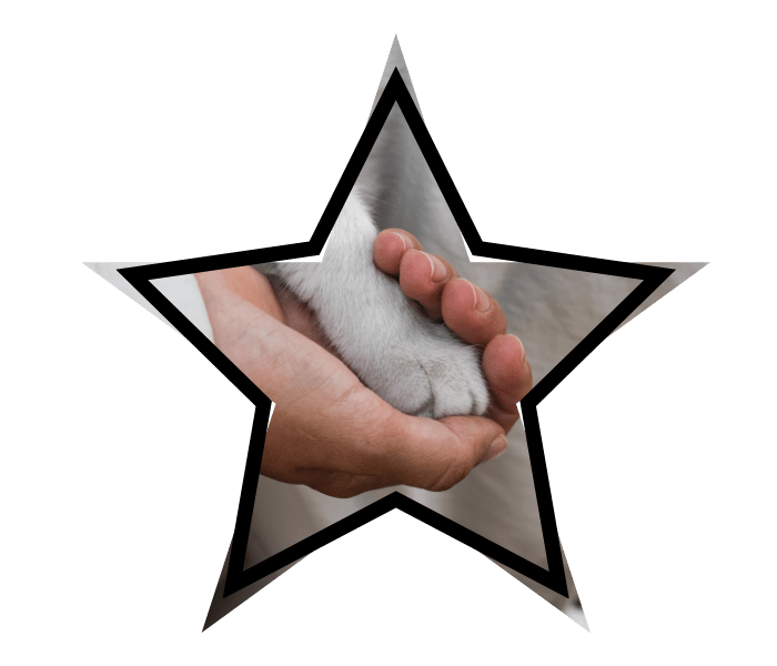 Animal care at Premium Vet Care in Plantation, FL with a person gently holding a cat's paw