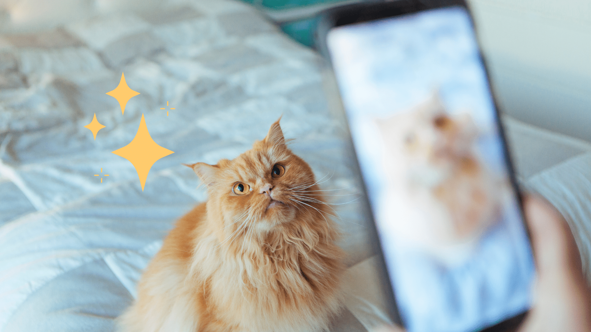 A phone camera taking pet photo of an orange cat in Plantation, FL