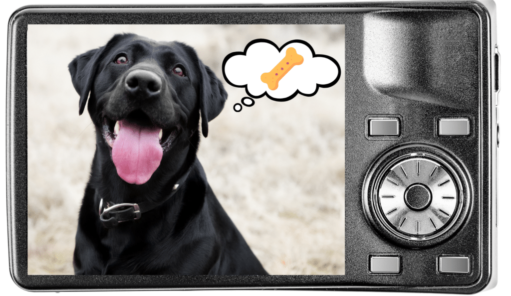 Digital camera showing a dog thinking of a treat