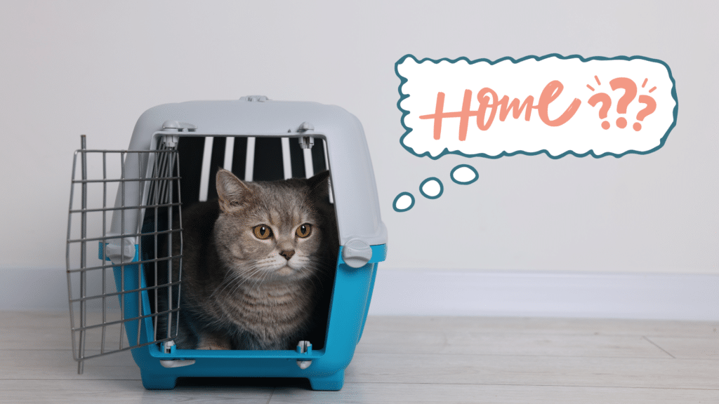 Cat sitting in a pet carrier while adjusting to a new home in Plantation, FL