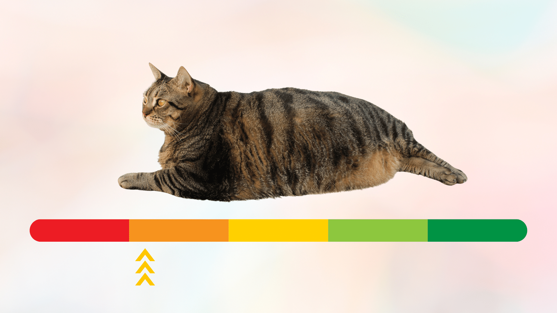 Overweight cat laying above a red to green weight scale