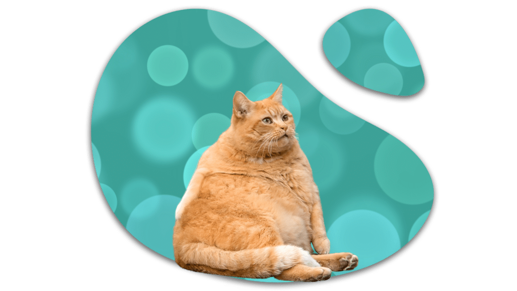 Obese orange cat in Plantation, FL