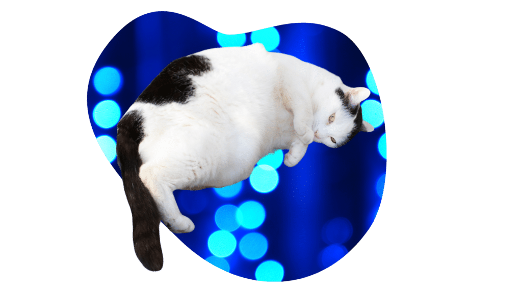 Overweight black and white cat that needs weight management from Premium Vet Care in Plantation, FL